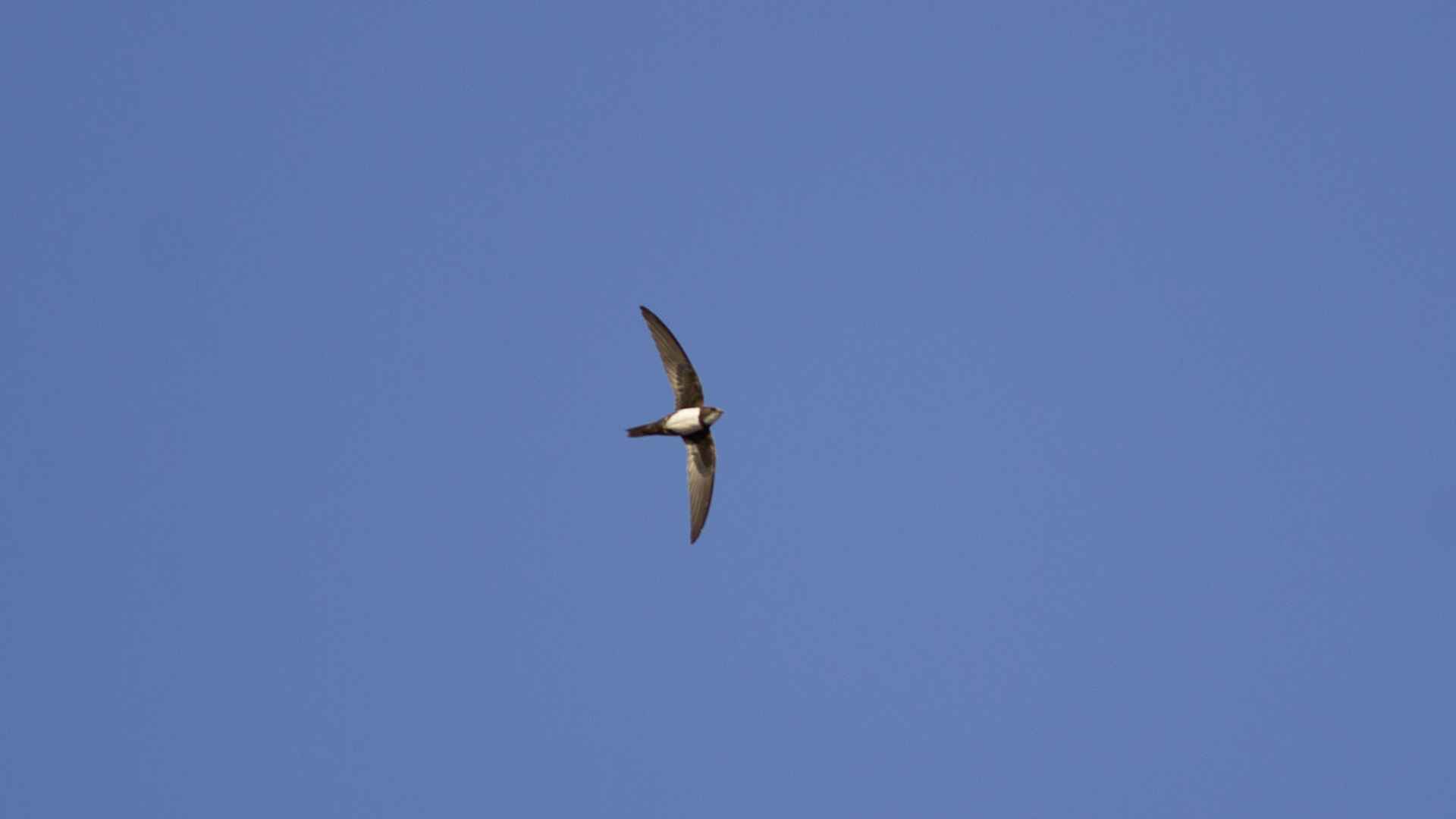 Alpine Swift
